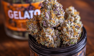 Gelato Strain: A Sweet Sensation in the Cannabis World