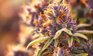 Runtz Strain: A Detailed Overview